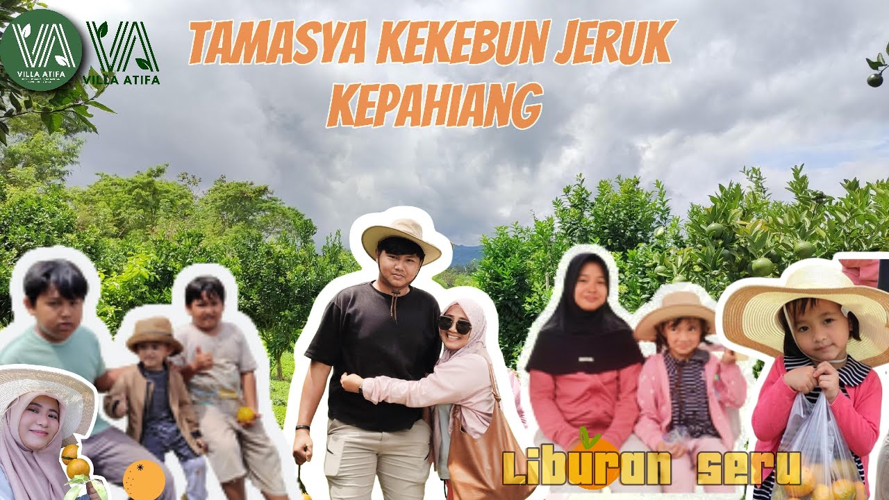 METIK JERUK DIKEBUN#kepahiang #kabawetan#bengkulu#family