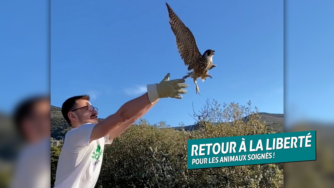 Rel&acirc;cher des animaux sauvages soign&eacute;s, c'est magique ! - ALBG #38