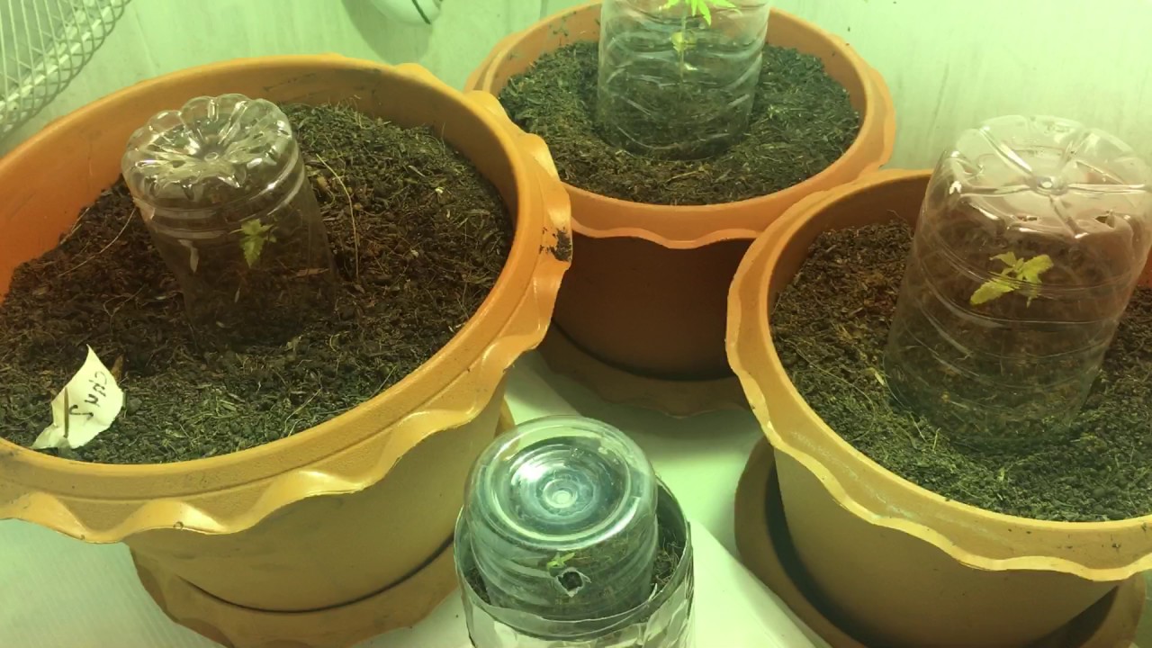 420 GROW #7 Загерметизировал бокс, пересадил цветы сделал парник.
