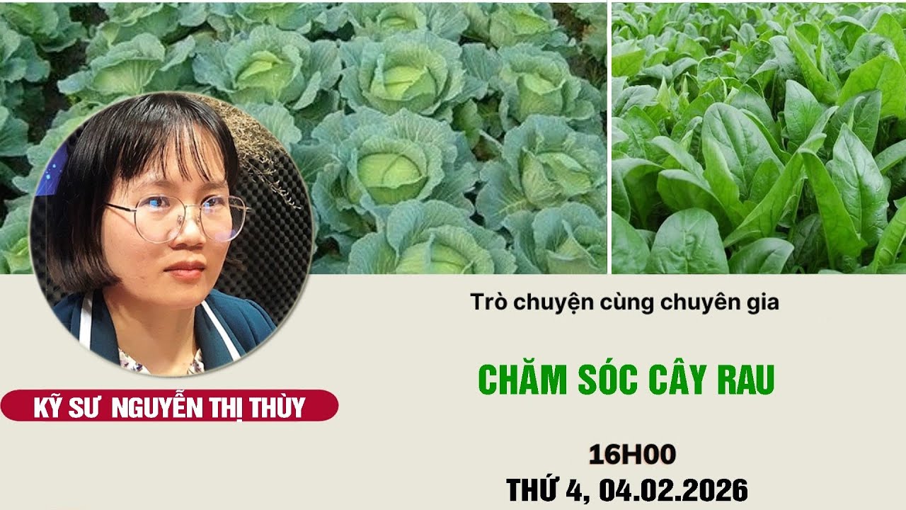 Chăm sóc cây rau | Chuyện nhà nông | Livestream 04/02/2026