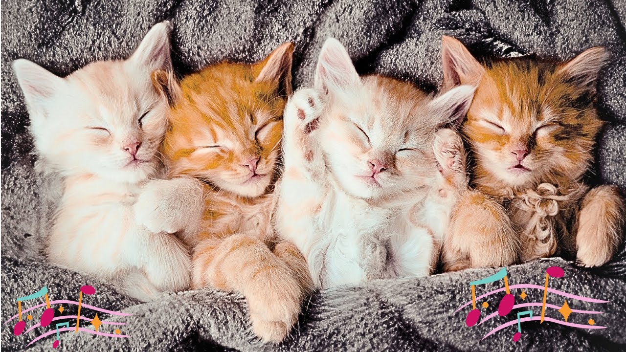 11 Hours Of Deep Relaxing Music For Cats | Calming Music For Cats | Calming Visuals For Cats 🐱