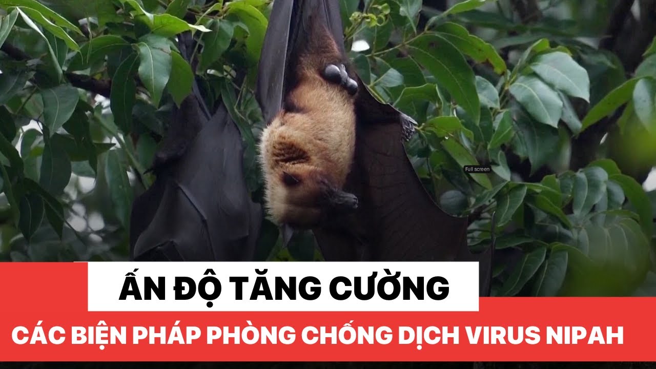 Ấn Độ tăng cường các biện pháp phòng chống dịch virus Nipah