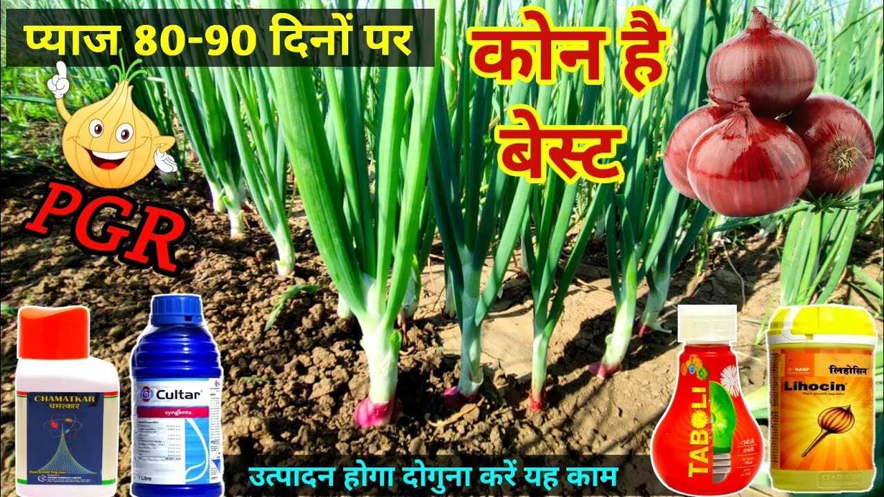 PGR /Syngenta cultar/ Basf lihocin/ gharda chamatkar | Pyaj ki kheti |plant growth Regulator / onion