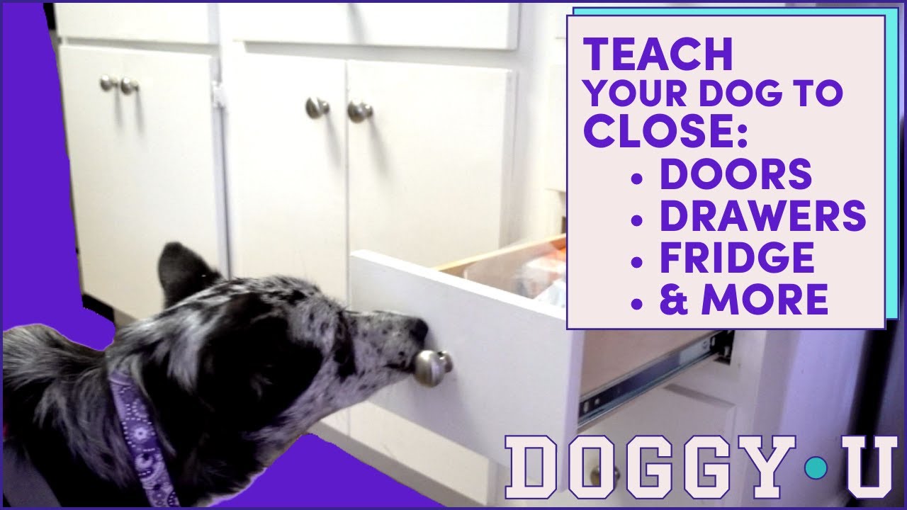 Push - Teach Your Dog to Close Doors & Drawers for Service and Pet Dogs (mobility service dog task!)