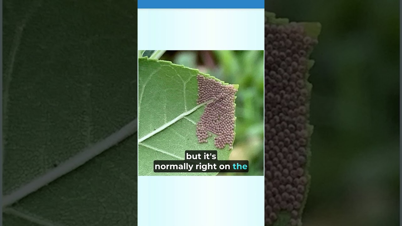 How to Identify Caterpillar Problem in Your Grow Room?