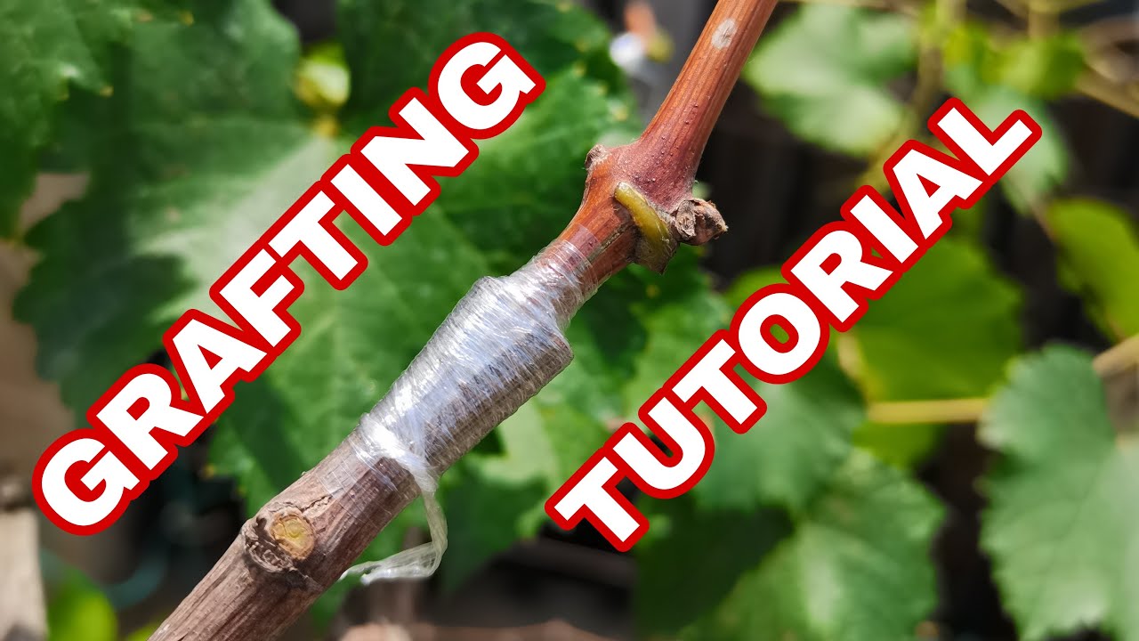 Grafting Tutorial for Beginners - Growing Grapes in the Philippines