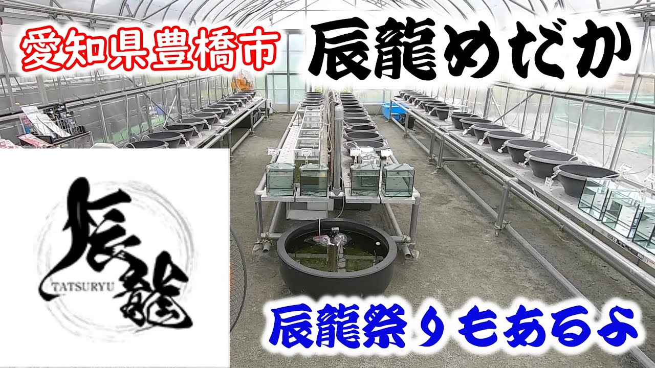 【めだか】メダカや訪問。辰龍めだかさんにお邪魔してきました。Ｂ型おやじ