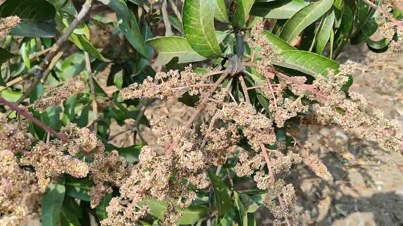 आम🥭 की खेती में लाखों का घाटा, बस एक लापरवाही (Fungus related problems) mango 🥭 farming, fertilizers