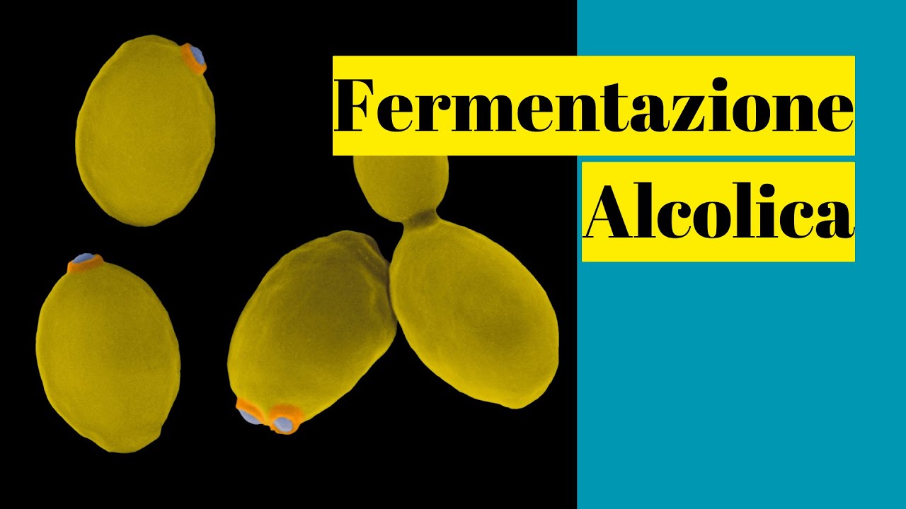 Fermentazione in pillole: la fermentazione alcolica