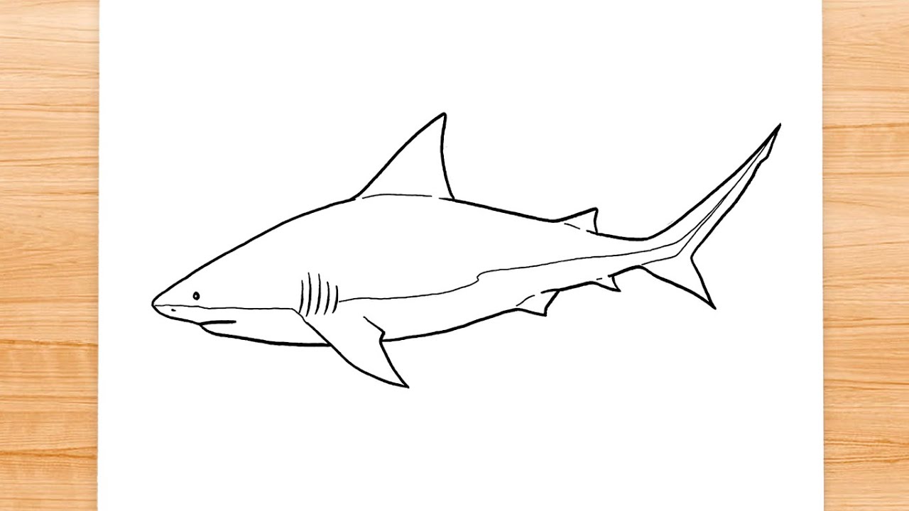 How to draw Bull Shark