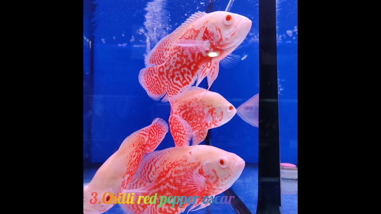 Top 5 types of Oscar fishes . do you have an oscar?? comment down. Aqua_Thottam