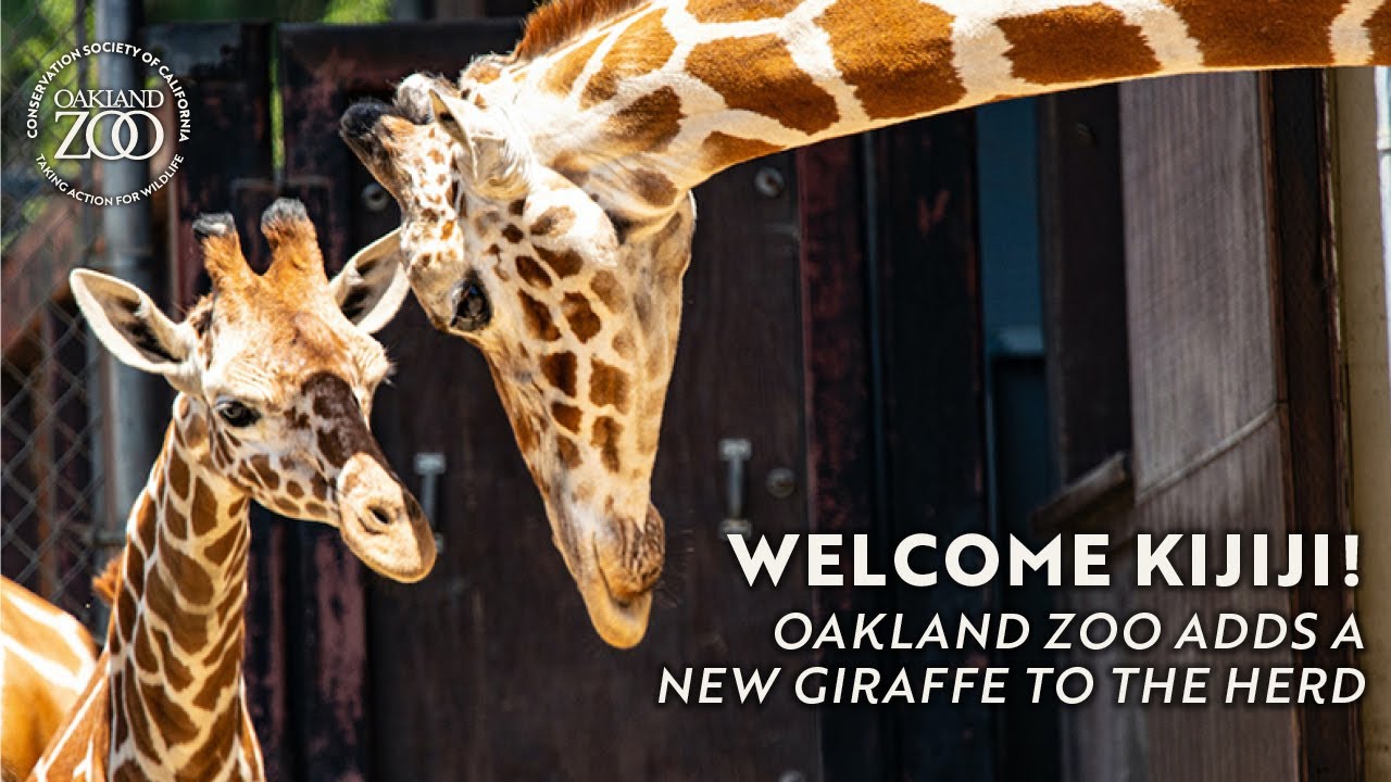 Oakland Zoo Welcomes New Giraffe, Kijiji, to the Herd
