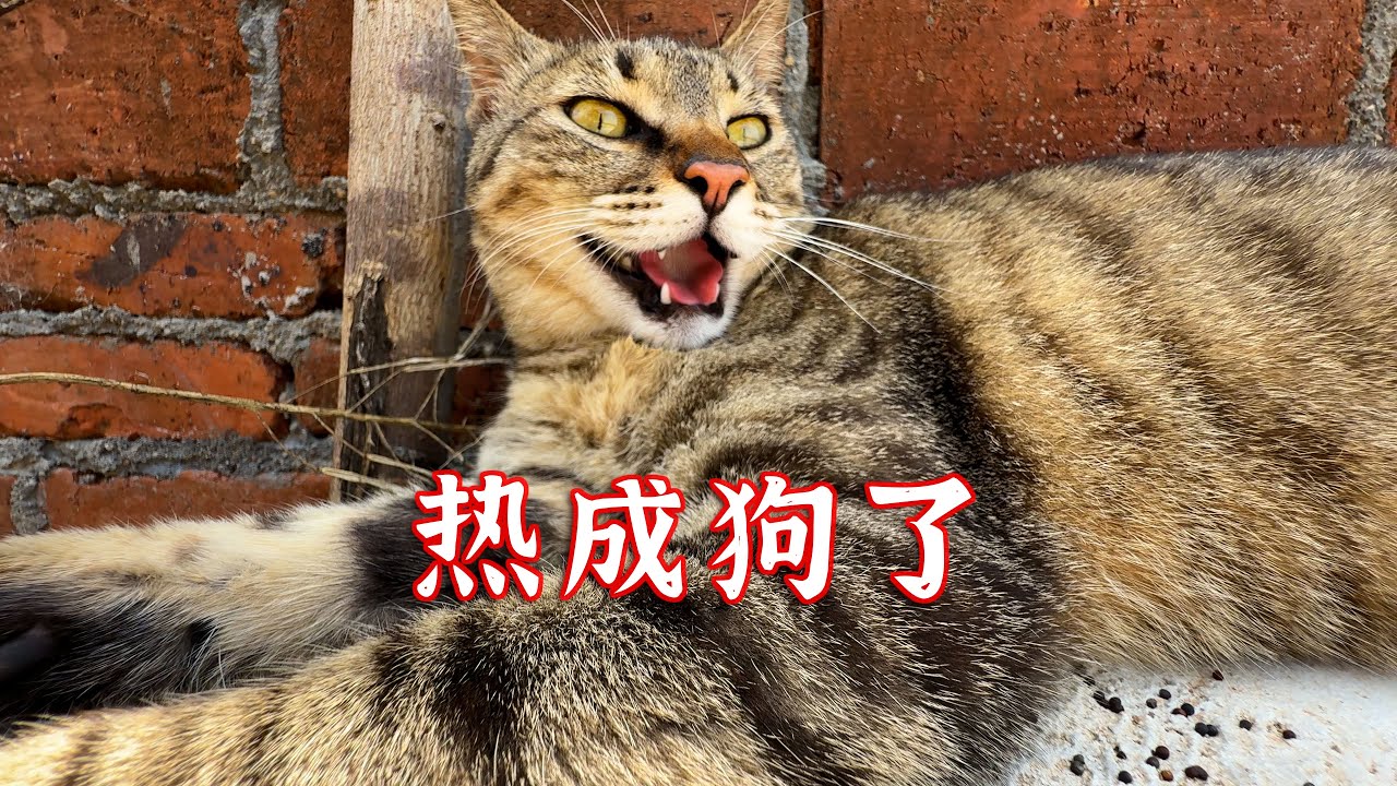 猫：热成狗了，下次还玩