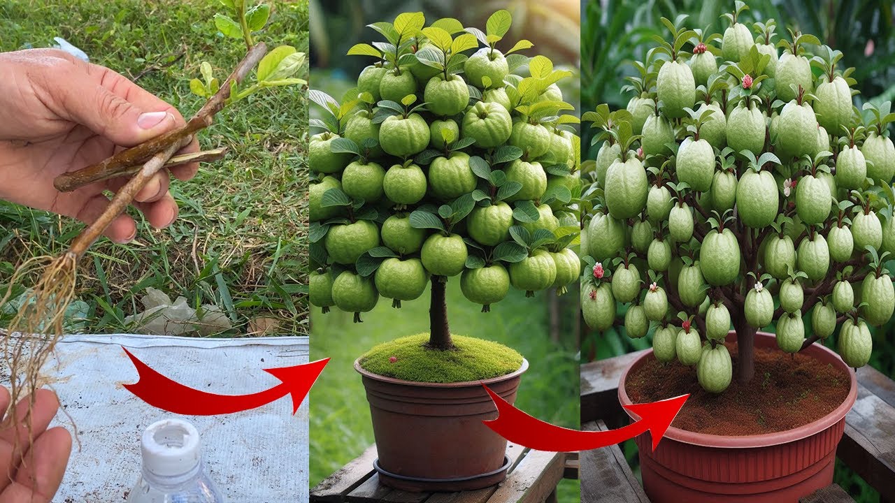 Grafting guava tree get a lot of guava fruit - how to grow guava get fast fruit