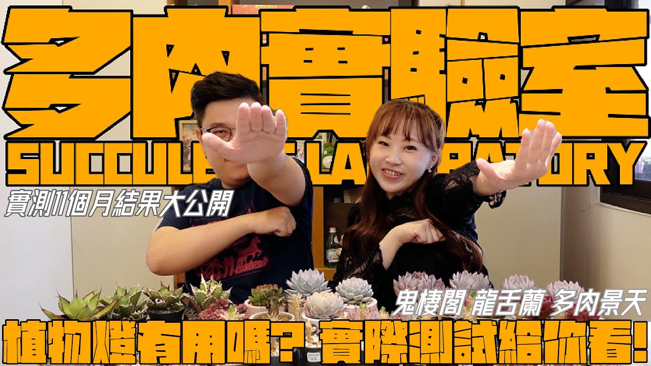 植物燈有用嗎？A&Y實測11個月給你看【多肉實驗室】實生鬼棲閣｜景天多肉｜龍舌蘭｜A&Y’s Succulent Laboratory