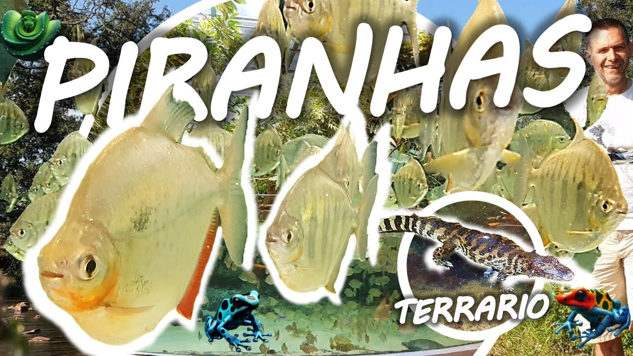 PALUDARIUM GÉANT EXCEPTIONNEL AQUARIUM DE PIRANHAS 30000L + visite du BIODOME DE MONTREAL