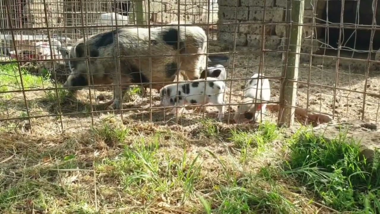 Prima uscita maialini nani!!! 🎉🐽❤