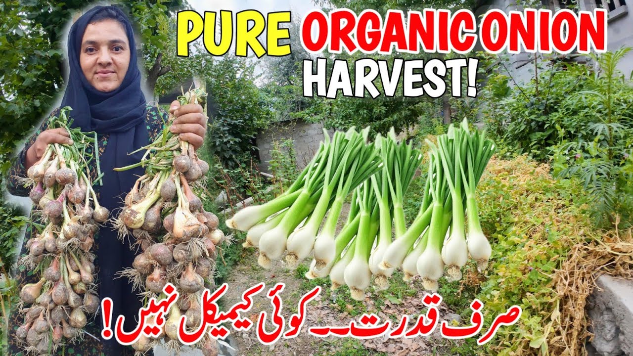 Traditional Organic Onion Harvesting – A Day in Gilgit Baltistan Village | Village Life Vlog 