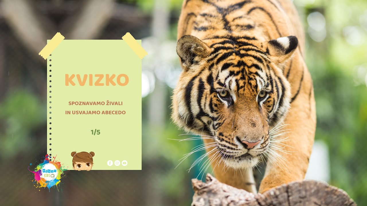 Timmy KIDS TV - KVIZKO, Spoznavamo živali in usvajamo abecedo. (1/5)