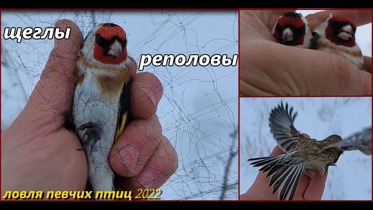 Ловля певчих птиц. Щеглы, реполовы, сорокопут. Catching songbirds. Goldfinch and сommon linnet.