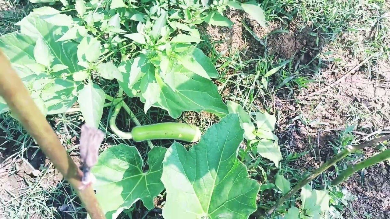 இயற்கை அழகு விவசாயம் காய்கறிகள் 