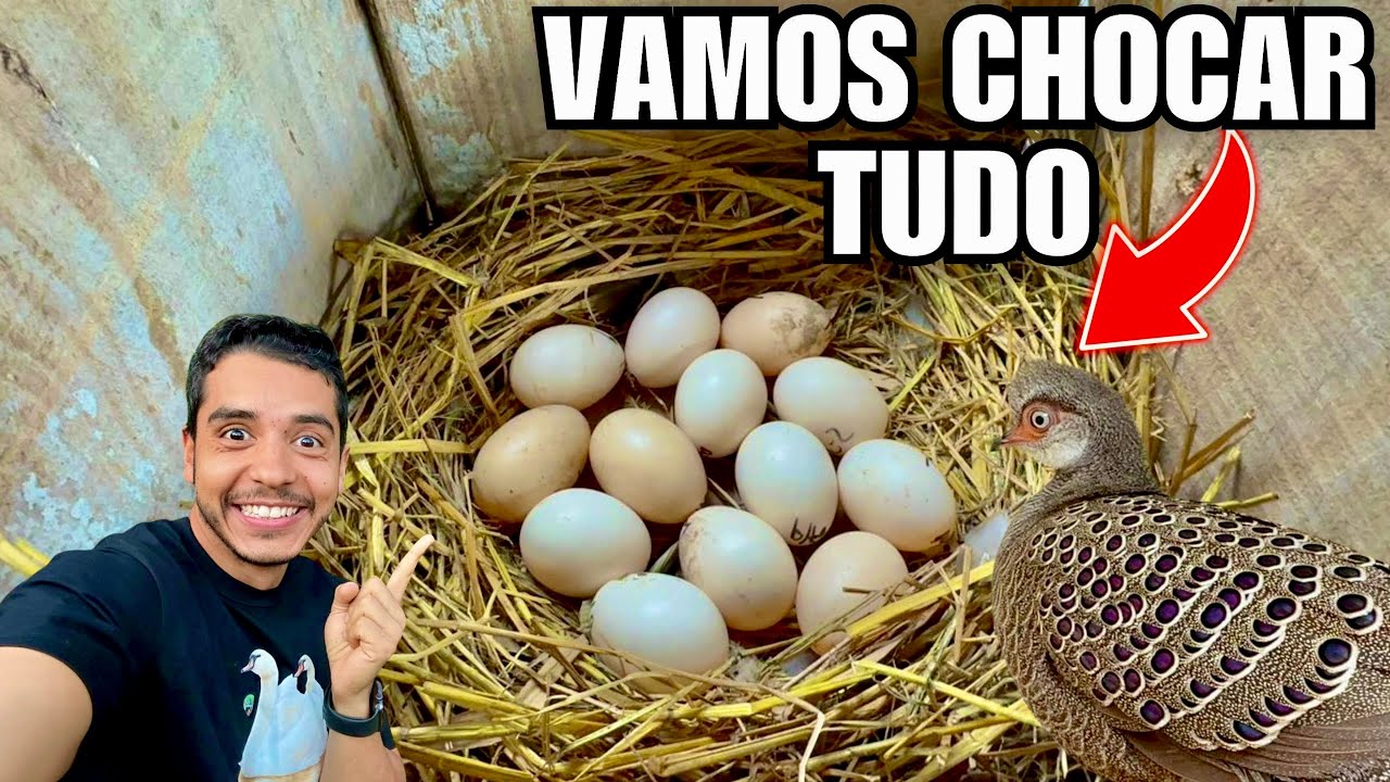 Coletando e chocando ovos raros na criação de aves ornamentais | Aves Recriar 