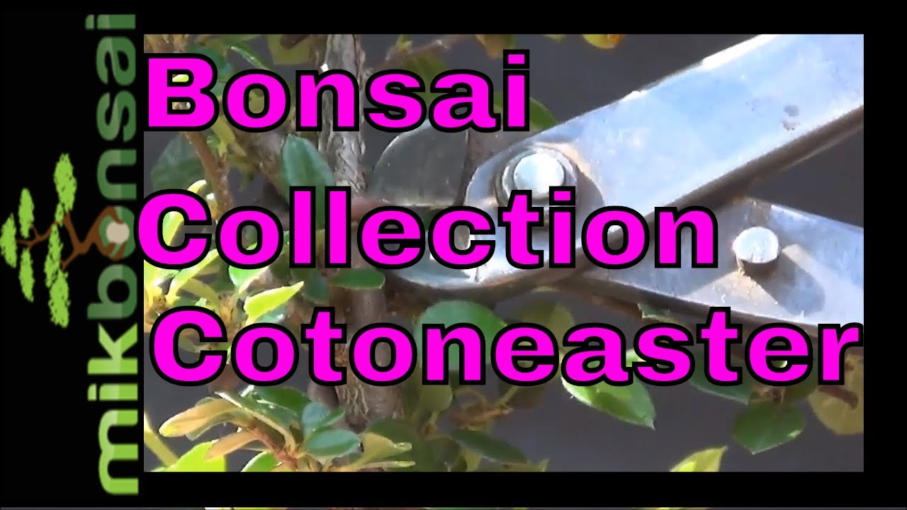 How to start a bonsai tree collection - Cotoneaster part 3 by mikbonsai