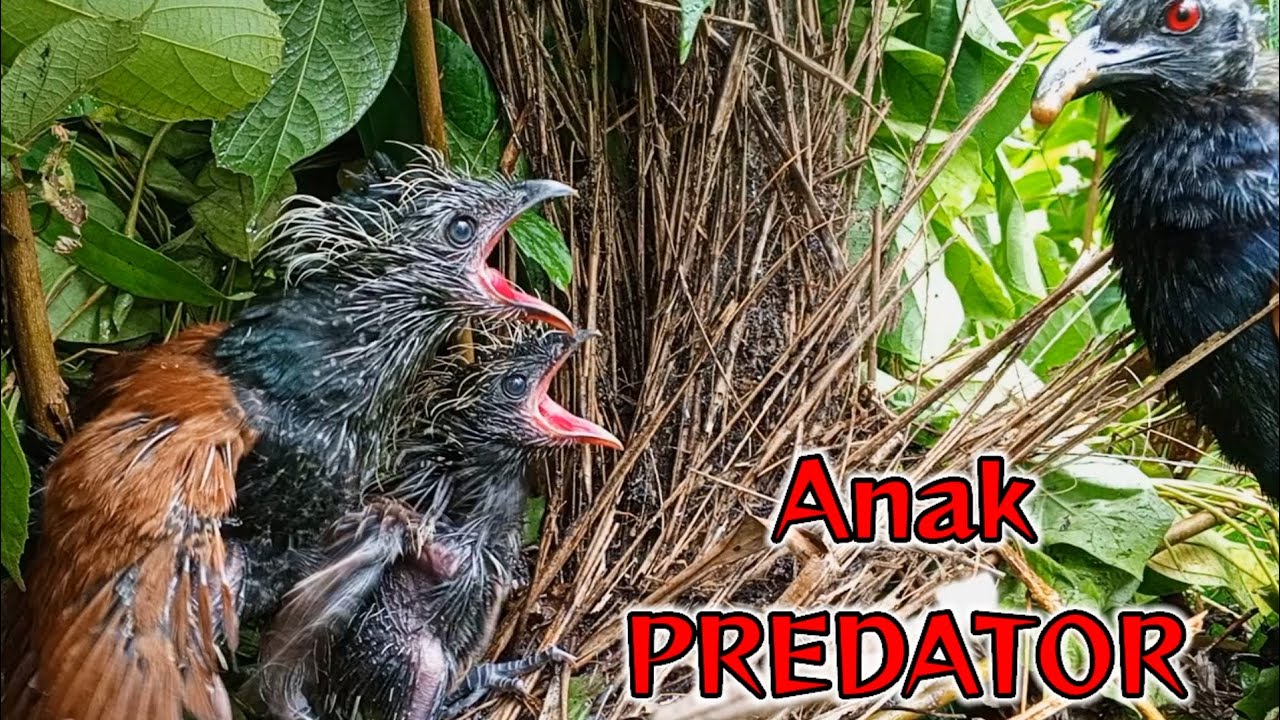 ANAK BURUNG PREDATOR TAK PERNAH KENYANG