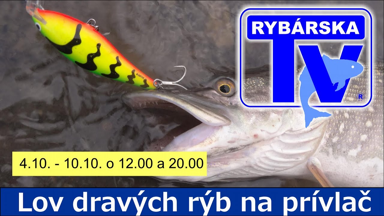 AKÉ NÁSTRAHY NA ŠŤUKY, ZUBÁČE A LOV JALCA HLAVATÉHO