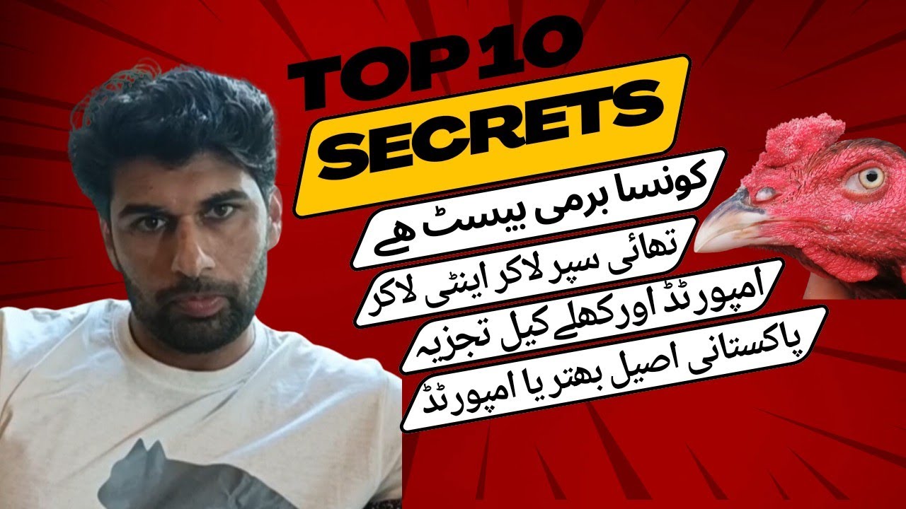 Burmi Aseel ki pehchan | Pakistani Aseel Aur Thai | Thai Aseel training | Thai Aseel ki pehchan