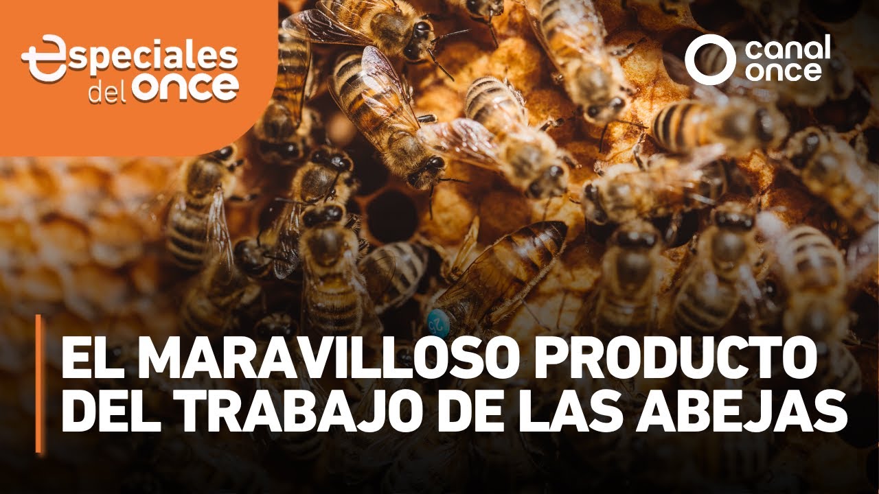 Especiales del Once - El maravilloso producto del trabajo de las abejas
