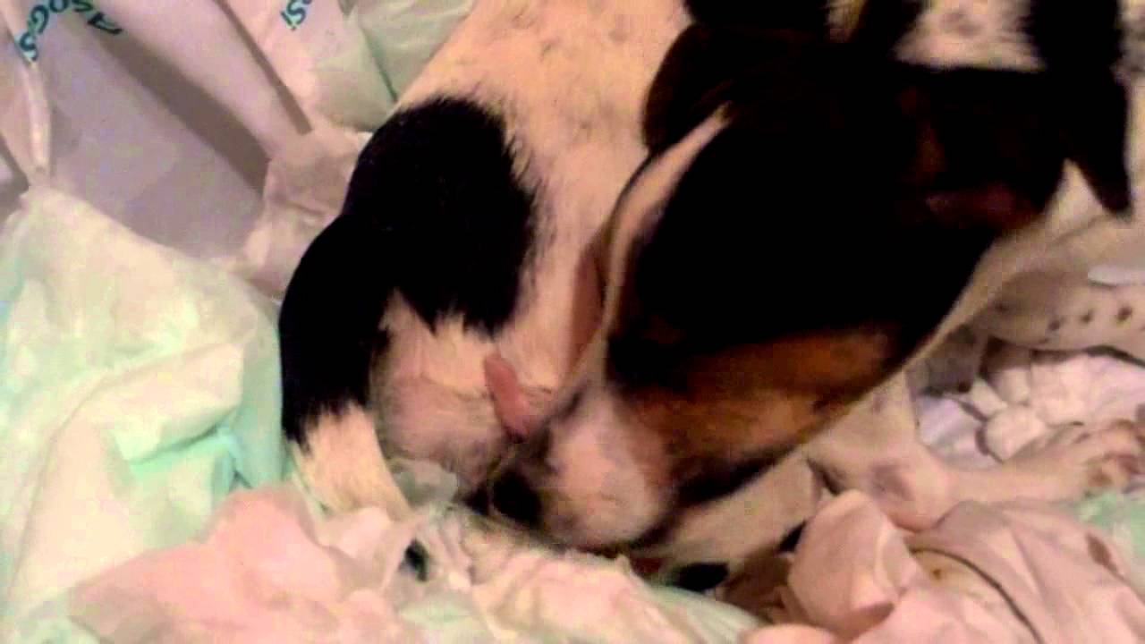 Jack Russel Parto di Stella
