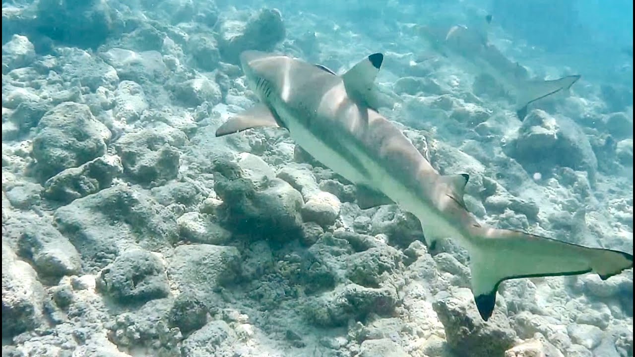SNORKELLING MALDIVES 2024 - Nalaguraidhoo - Ari Atoll