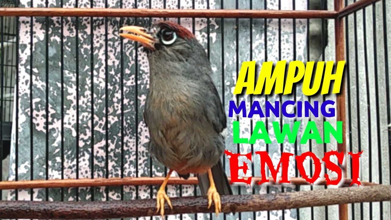 Poksay mandarin gacor betina memanggil jantan Ampuh jadi Pancingan dan Masteran