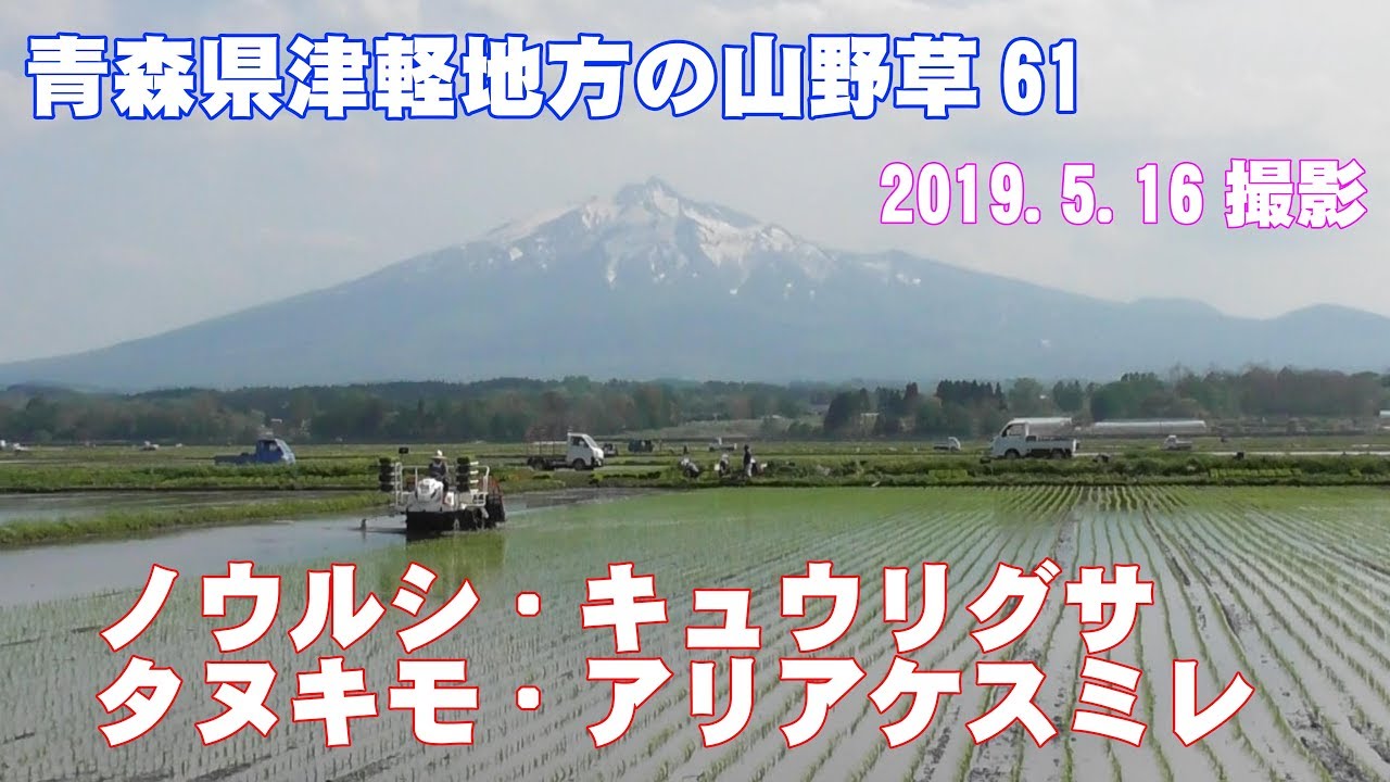 青森県津軽地方の山野草61(ノウルシ・キュウリグサ・タヌキモ・アリアケスミレ)
