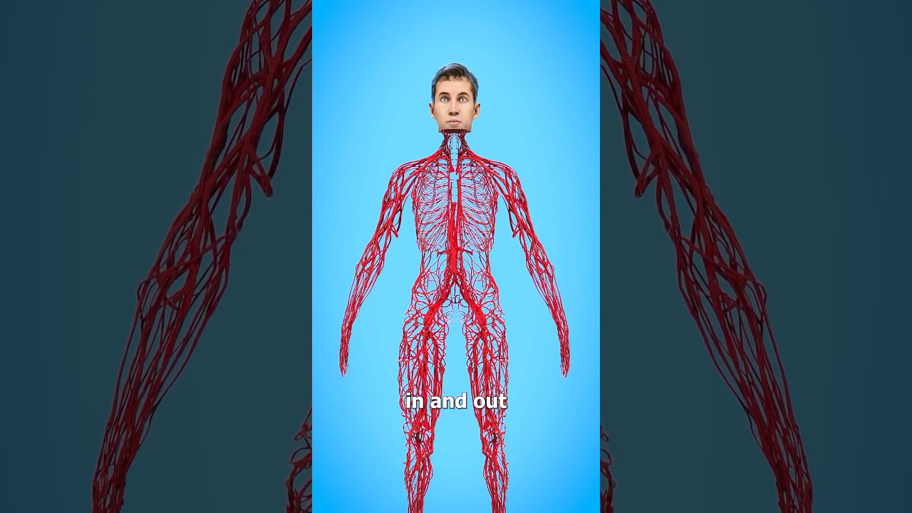 Какова длина ваших кровеносных сосудов? 🤔 Реакция хирурга