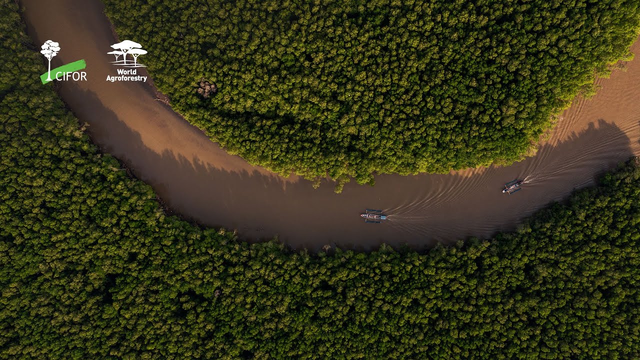 Mangrove restoration for all