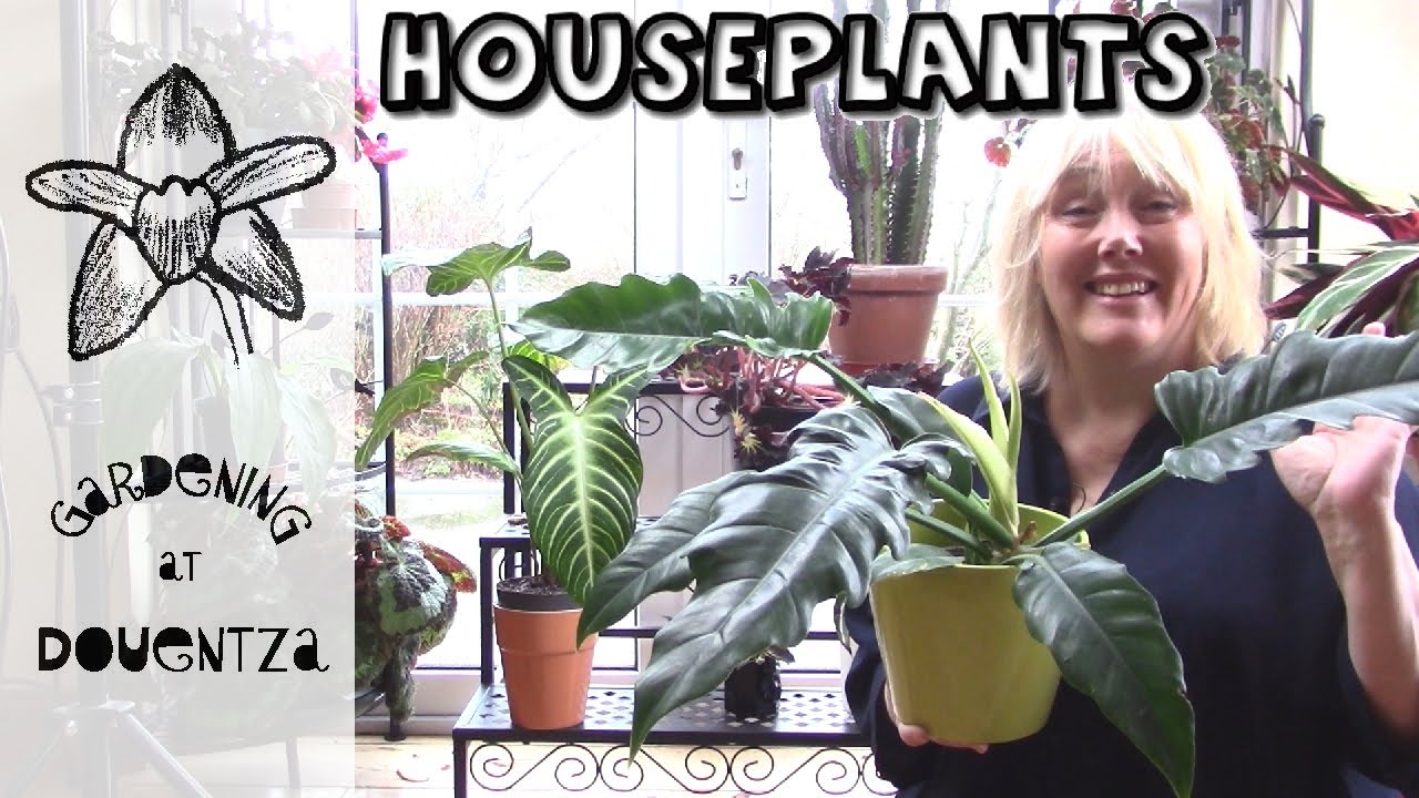New Houseplants || Philodendron, Dracaena, Xanthosoma & Begonia & How to Care for them