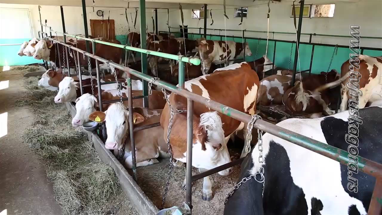 Mlekarstvo