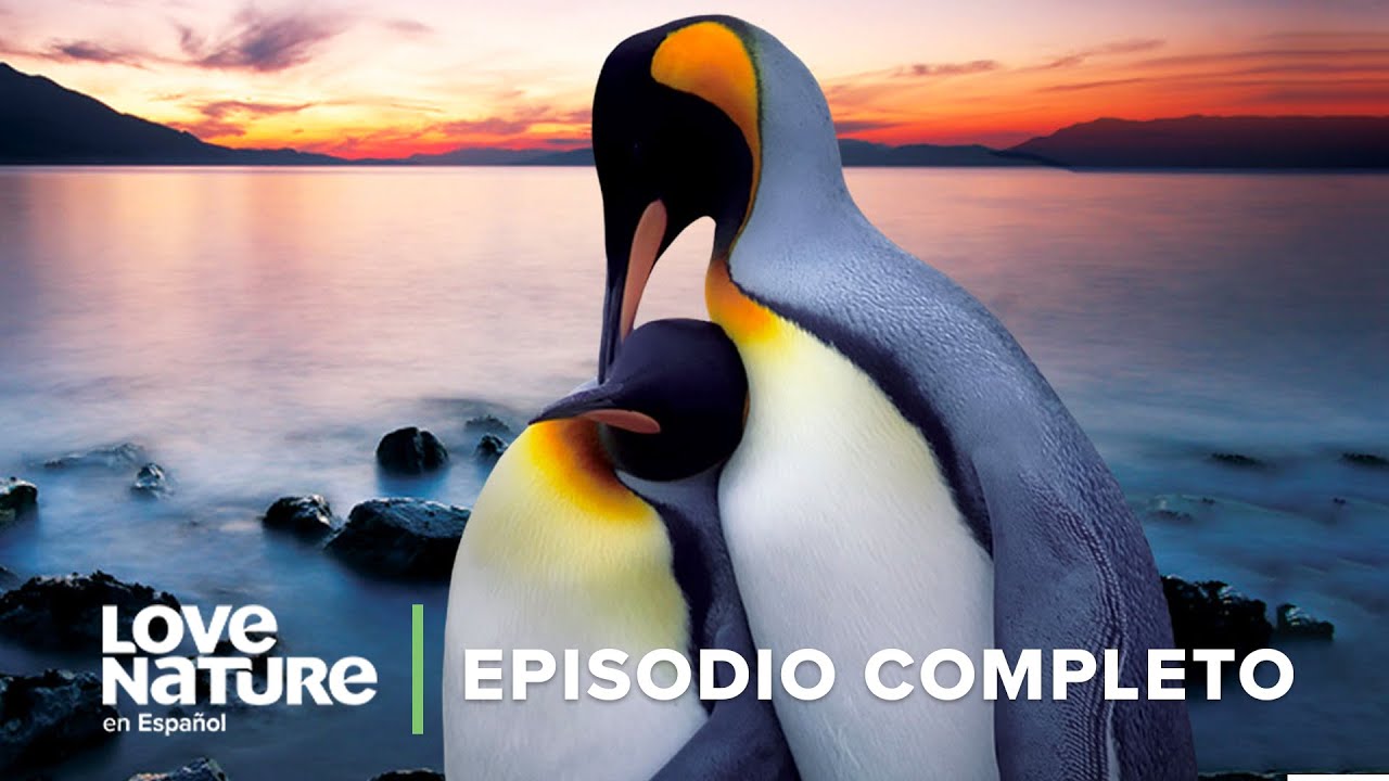 C&oacute;mo CR&Iacute;AN los animales a sus hijos en la NATURALEZA | Imperios Animales 101