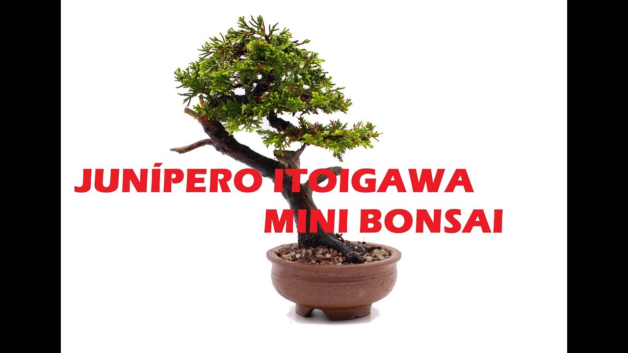 MINI BONSAI DE JUNÍPERO ITOIGAWA | COLEÇÃO ABC DO BONSAI