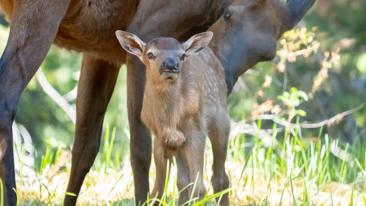 Newborn Elk Baby Walking and Nursing