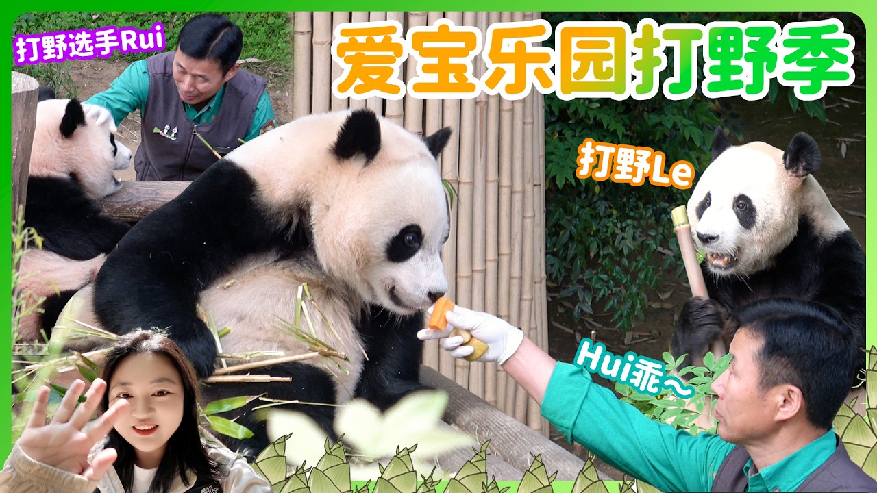 乐宝打野 冲天大竹笋猎人841号💥睿宝竹笋农场主：小竹笋快快长大啊！爱宝乐园野生竹笋季节 竹笋开始扎屁股了#大熊貓 #輝寶#睿寶 #愛寶樂園 #姜爺爺#panda #宋爺爺#huibao #lebao