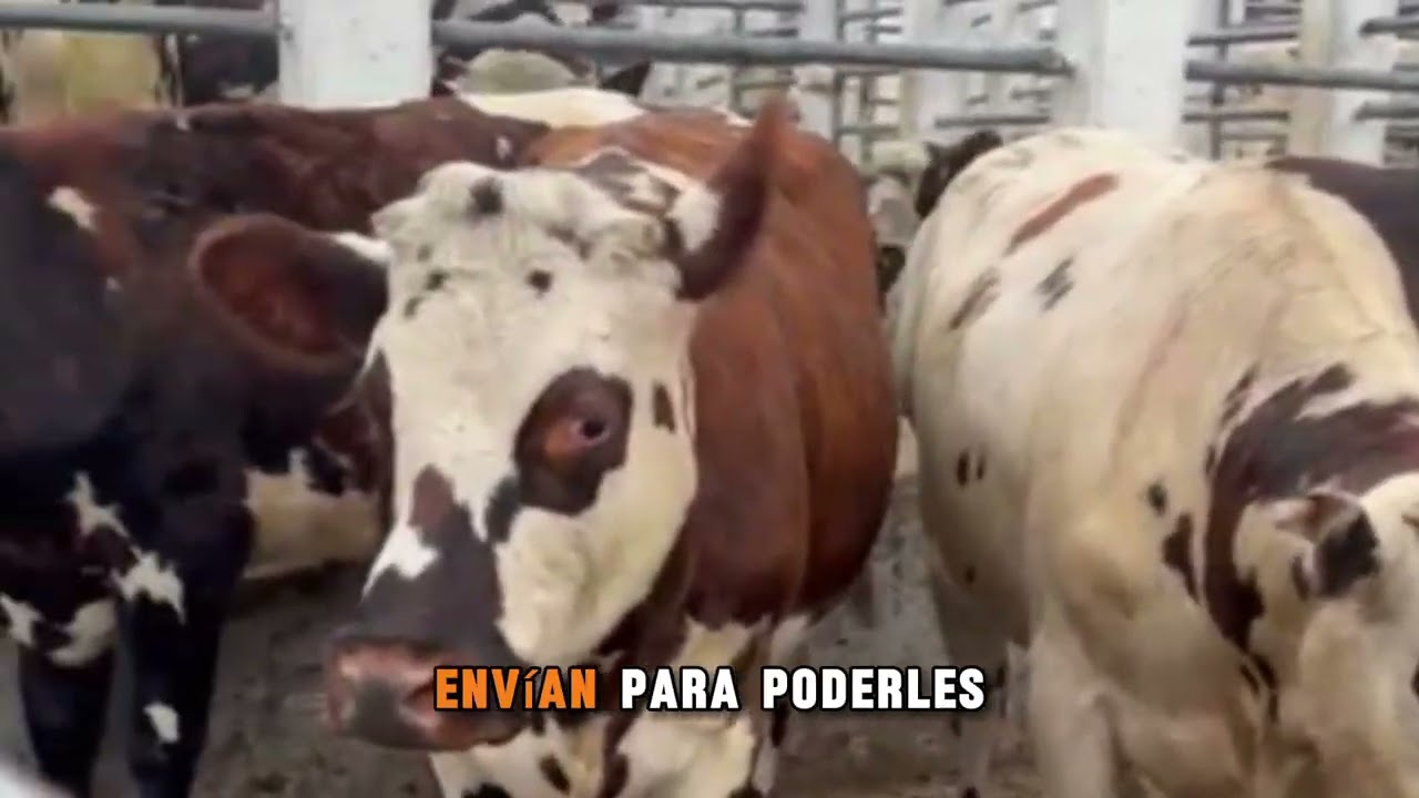 Feria Ganadera Pasca Cundinamarca. 