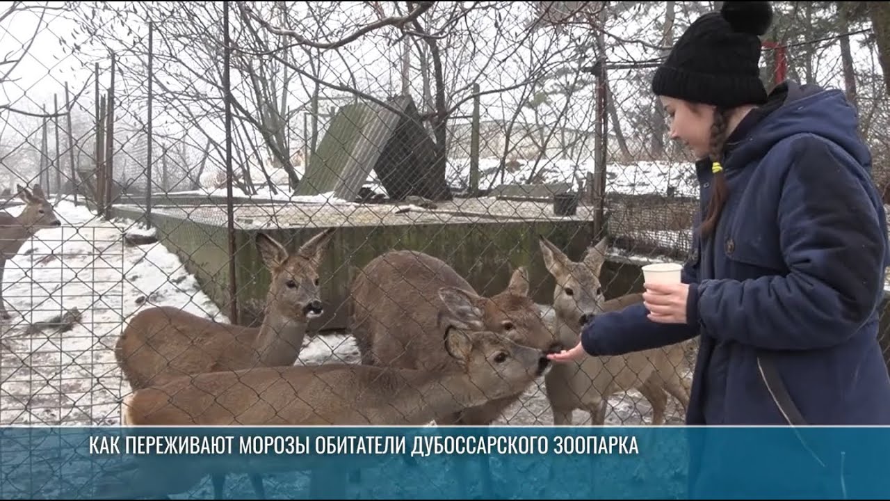 Как переживают морозы обитатели Дубоссарского зоопарка