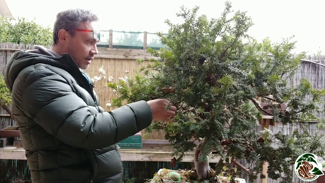 Quattro chiacchiere lavorando un Tasso destinato a divenire bonsai
