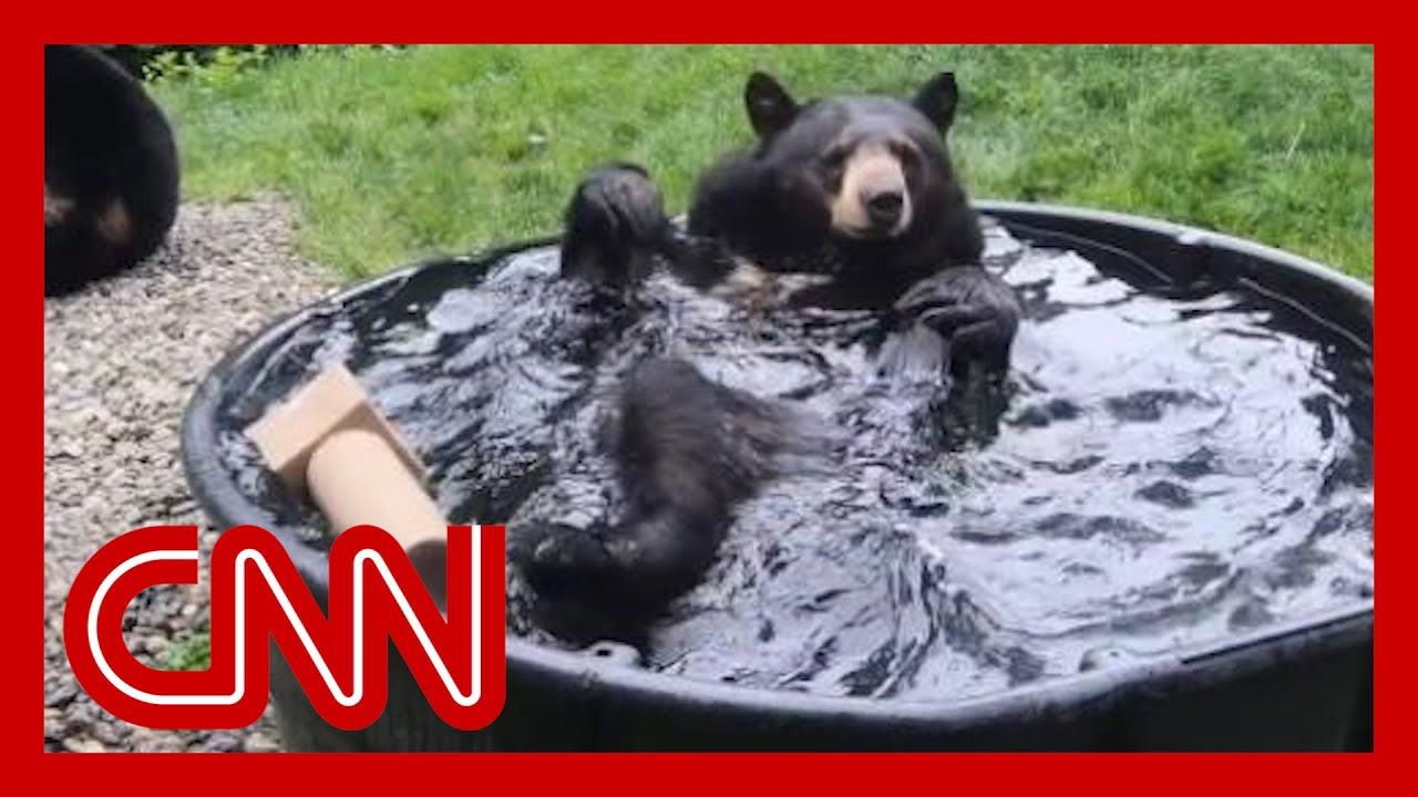 Bear taking a bath will bring a smile to your face