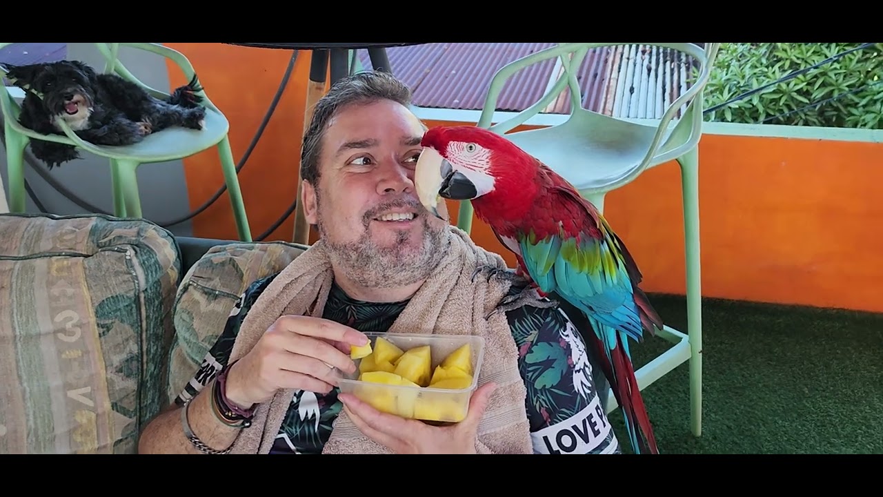 Premier petit déjeuner pour mon perroquet à Tahiti (pastèque sucré)