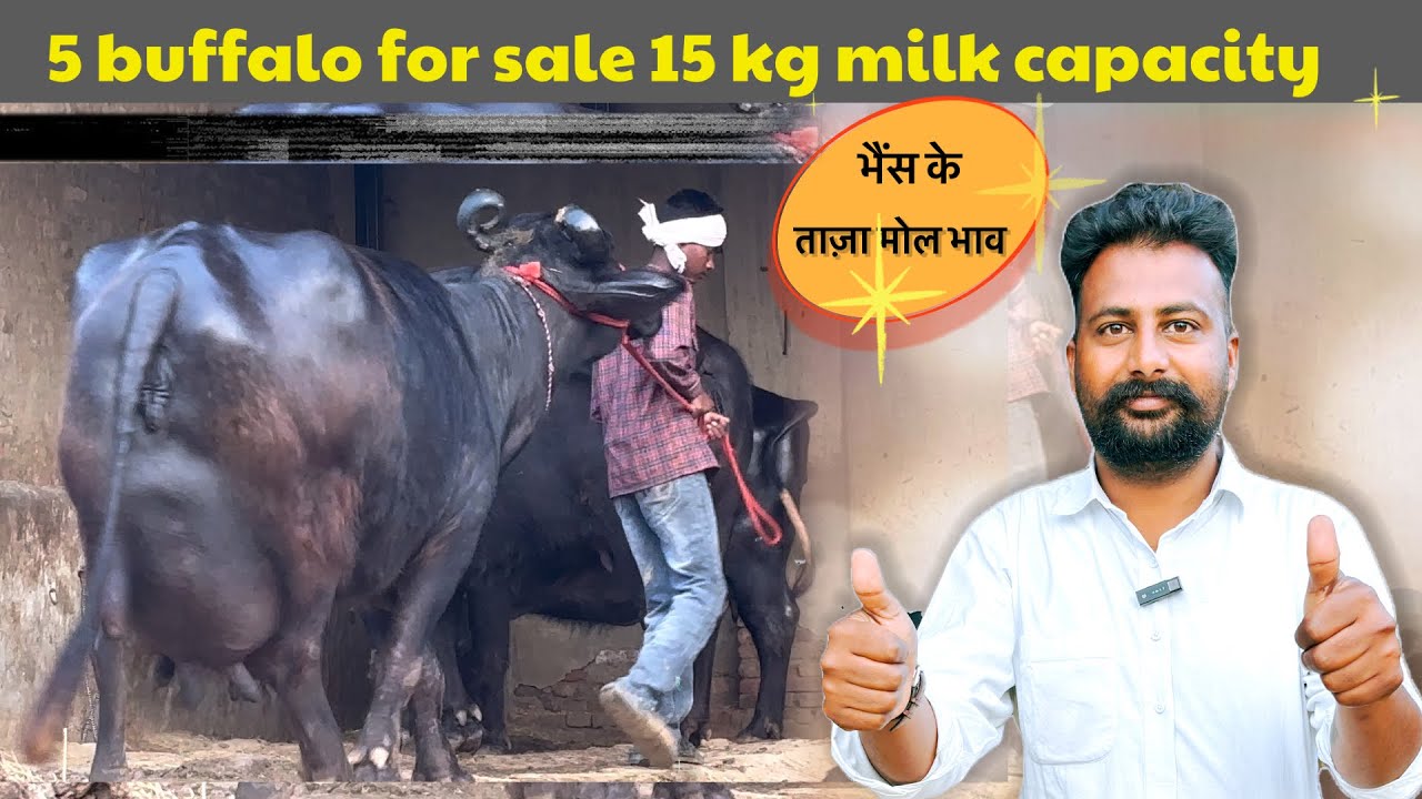 15 kg milk capacity 5 buffalo for sale || सिकंदर भाई से जानते हैं आज के ताज़ा रेट 