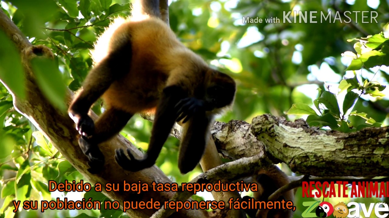 MONOS  EN PELIGRO COSTA RICA
